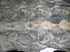 Copper and Vinegar Wigelia