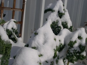 The last of my curly kale looks like trees after a snow storm