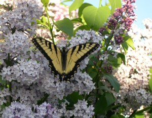 Migration_jpainedawes