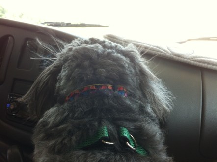 LuLu with a Cold Nose