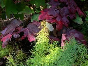 Arkansas Ansonia and Oak Leaf Hydrangea