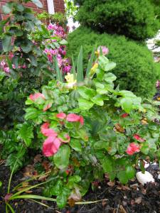 Mahonia holly janicepainedawes.com